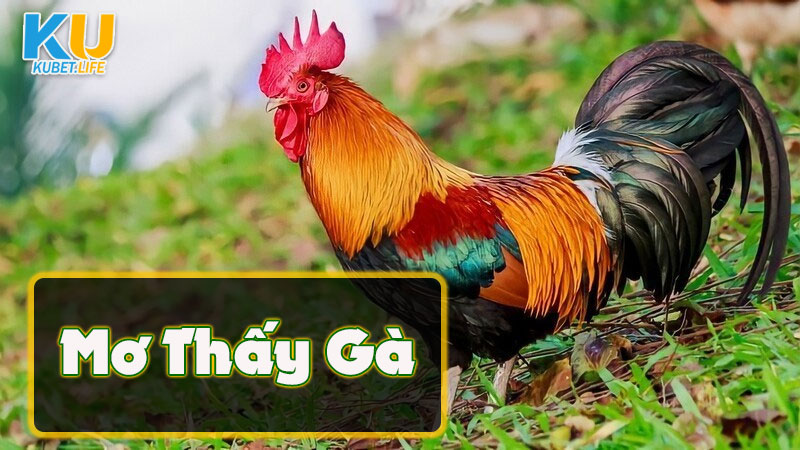 mo-thay-ga